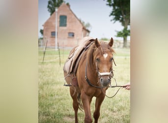 Anglo-Arab, Gelding, 16 years, 15 hh, Chestnut-Red