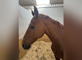 Anglo-Arab, Gelding, 17 years, 16 hh, Chestnut-Red