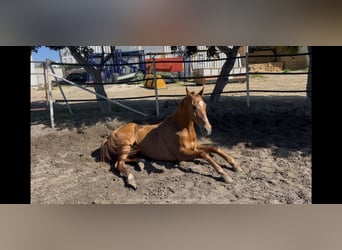 Anglo-Arab, Gelding, 17 years, 16 hh, Chestnut-Red