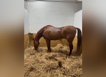 Anglo-Arab, Gelding, 17 years, 16 hh, Chestnut-Red