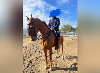 Anglo-Arab, Gelding, 17 years, 16 hh, Chestnut-Red