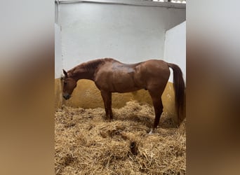 Anglo-Arab, Gelding, 17 years, 16 hh, Chestnut-Red