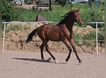 Anglo-Arab, Gelding, 1 year, 15.2 hh, Brown Anglo-Arab, Gelding, 1 year, 15.2 hh, Brown