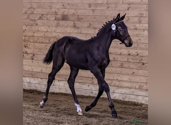 Anglo-Arab, Gelding, 1 year, 15,2 hh, Brown