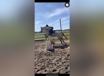 Anglo-Arab Mix, Gelding, 20 years, 16 hh, Gray