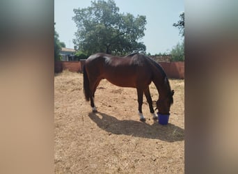 Anglo-Arab, Gelding, 20 years, 16,2 hh, Bay-Dark
