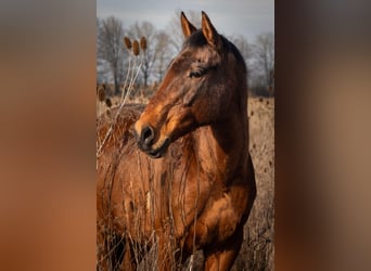 Anglo-Arab, Gelding, 21 years, 16,1 hh, Brown