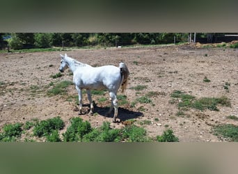 Anglo-Arab, Gelding, 21 years, 16,2 hh, Gray
