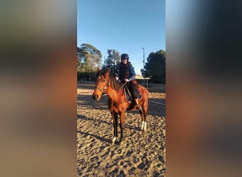 Anglo-Arab, Gelding, 23 years, 15.2 hh, Brown