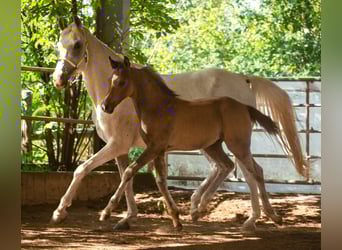 Anglo-Arab, Gelding, 2 years, 14.3 hh, Brown Falb mold