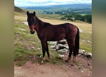 Anglo-Arab Mix, Gelding, 2 years, 14.3 hh, Brown
