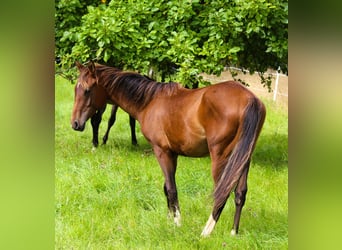 Anglo-Arab Mix, Gelding, 2 years, 14.3 hh, Brown