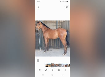 Anglo-Arab, Gelding, 2 years, 15.1 hh, Brown