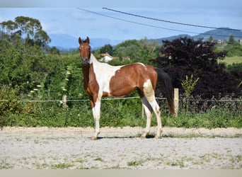 Anglo-Arab, Gelding, 2 years, 15.1 hh, Tobiano-all-colors