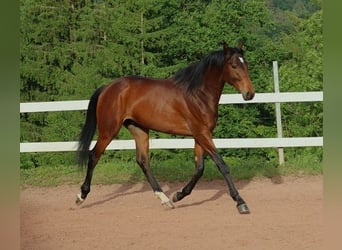 Anglo-Arab, Gelding, 2 years, 15.2 hh, Bay-Dark
