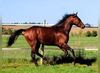 Anglo-Arab, Gelding, 2 years, 15.2 hh, Bay-Dark