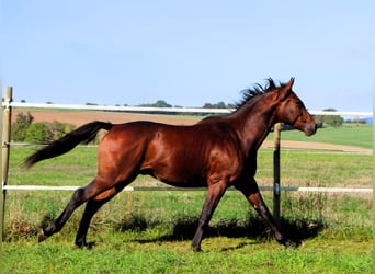 Anglo-Arab, Gelding, 2 years, 15.2 hh, Bay-Dark