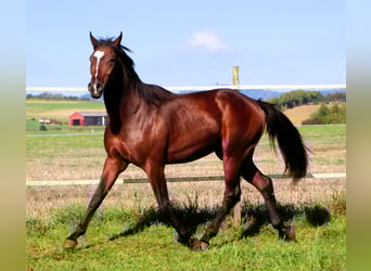 Anglo-Arab, Gelding, 2 years, 15.2 hh, Bay-Dark