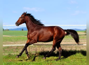 Anglo-Arab, Gelding, 2 years, 15.2 hh, Bay-Dark