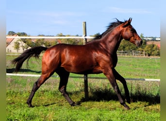 Anglo-Arab, Gelding, 2 years, 15.2 hh, Bay-Dark
