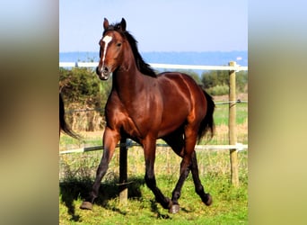 Anglo-Arab, Gelding, 2 years, 15.2 hh, Bay-Dark