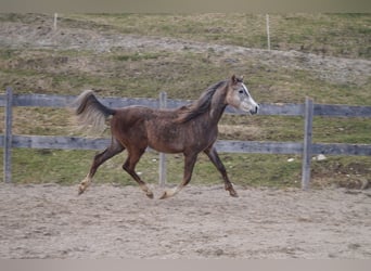 Anglo-Arab, Gelding, 2 years, 15.2 hh