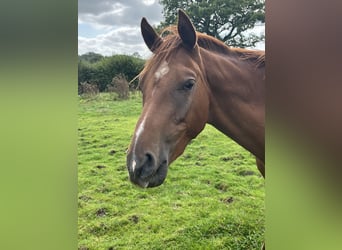 Anglo-Arab, Gelding, 2 years, 15 hh, Chestnut