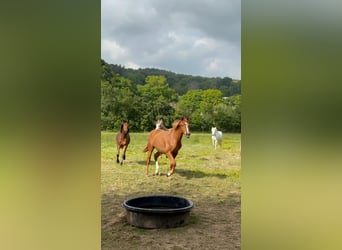 Anglo-Arab, Gelding, 2 years, 15,1 hh, Brown