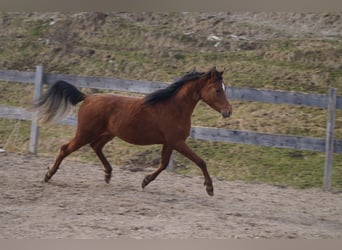 Anglo-Arab, Gelding, 2 years, 15,2 hh, Brown