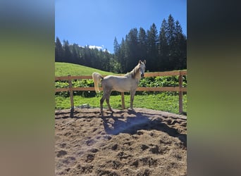 Anglo-Arab, Gelding, 2 years, 15,2 hh, Can be white
