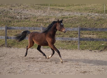 Anglo-Arab, Gelding, 2 years, 15,2 hh, Grey-Blue-Tan