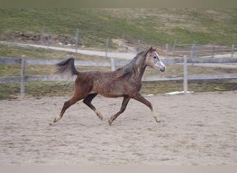Anglo-Arab, Gelding, 2 years, 15,2 hh