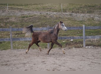 Anglo-Arab, Gelding, 2 years, 15,2 hh