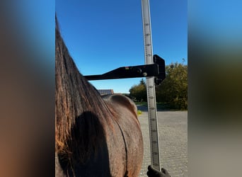 Anglo-Arab, Gelding, 2 years, 16,2 hh, Bay-Dark