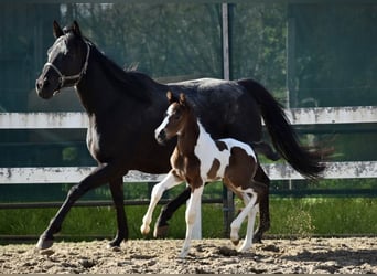 Anglo-Arab, Gelding, 2 years, 16,1 hh, Pinto