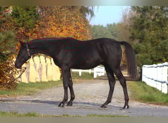 Anglo-Arab, Gelding, 2 years, 17 hh, Black