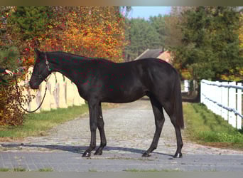 Anglo-Arab, Gelding, 2 years, 17 hh, Black