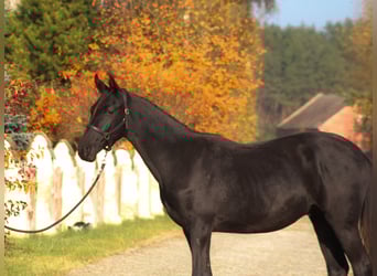 Anglo-Arab, Gelding, 2 years, 17 hh, Black