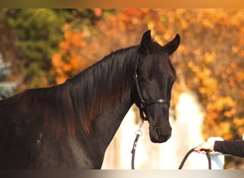Anglo-Arab, Gelding, 2 years, 17 hh, Black Anglo-Arab, Gelding, 2 years, 17 hh, Black