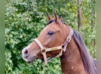 Anglo-Arab, Gelding, 3 years, 14.1 hh, Brown