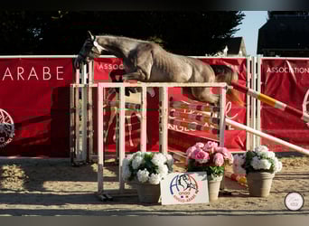 Anglo-Arab, Gelding, 3 years, 15.1 hh, Gray