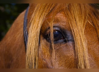 Anglo-Arab, Gelding, 3 years, 15,2 hh, Chestnut-Red