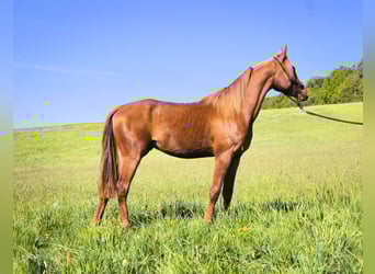 Anglo-Arab, Gelding, 3 years, 15,2 hh, Chestnut-Red