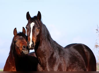 Anglo-Arab, Gelding, 3 years, 15,2 hh, Smoky-Black