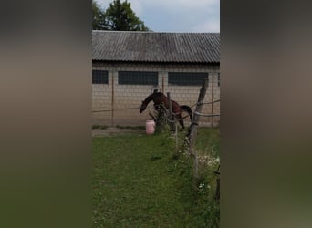 Anglo-Arab, Gelding, 3 years, 16 hh, Brown