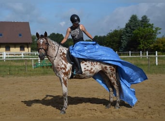 Anglo-Arabo Mix, Wallach, 3 Jahre, 16 hh, Tigerschecke