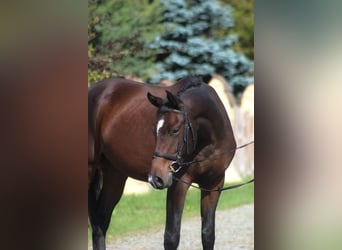 Anglo-Arab, Gelding, 3 years, 16,2 hh, Bay-Dark