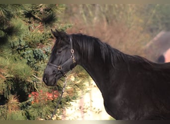 Anglo-Arab, Gelding, 3 years, 17.1 hh, Black