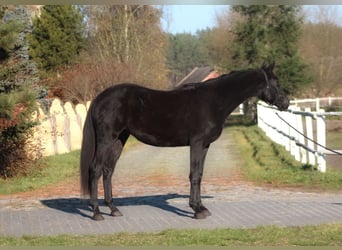 Anglo-Arab, Gelding, 3 years, 17,1 hh, Black