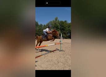 Anglo-Arab, Gelding, 3 years, Chestnut-Red